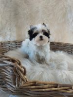 LUCY - Image 3