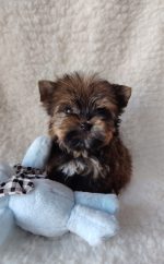 BELLA - Image 2