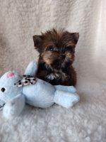 BELLA - Image 4